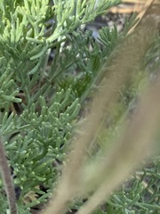 Hymenopappus filifolius lugens