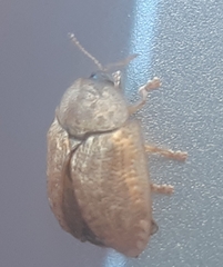 Hypocassida subferruginea