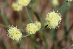 Eriogonum strictum