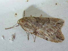 Paleacrita vernata