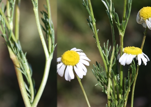 cocoonhead (Lasiospermum bipinnatum)