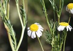 Lasiospermum bipinnatum