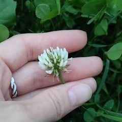 Trifolium repens
