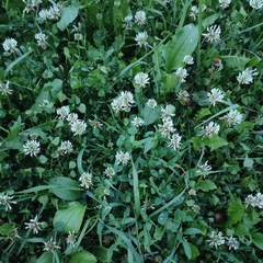 Trifolium repens