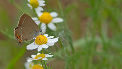 Satyrium acaciae