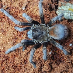 Phormictopus atrichomatus