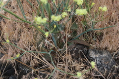 Eriogonum strictum