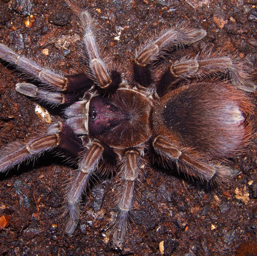 Phormictopus atrichomatus