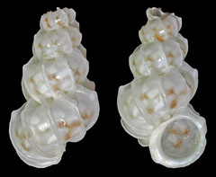 Epitonium marmoratum