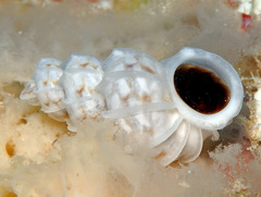 Epitonium marmoratum