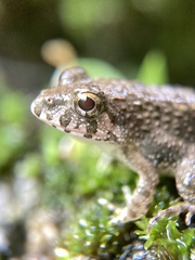 Fejervarya kawamurai