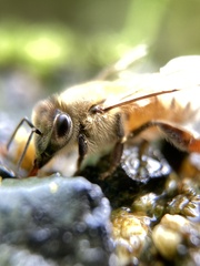 Apis mellifera