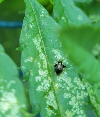 Microtechnites bractatus
