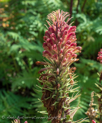Pedicularis procera