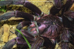 Phormictopus atrichomatus