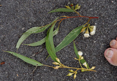 Eucalyptus robusta × rudis