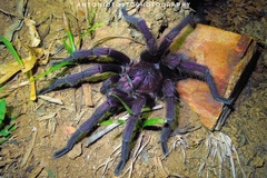 Phormictopus atrichomatus