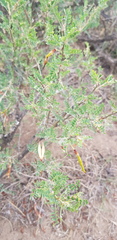 Caragana microphylla