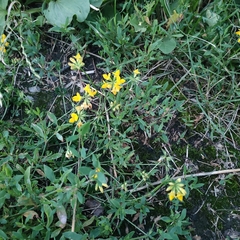 Lotus corniculatus