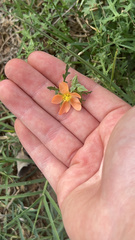 Sphaeralcea pedatifida