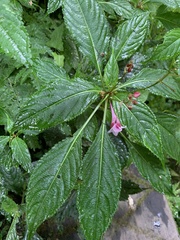Impatiens devolii