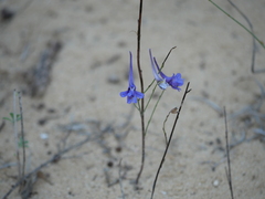 Delphinium gracile