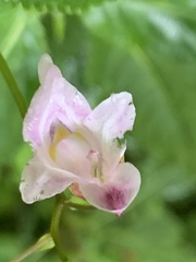 Impatiens devolii