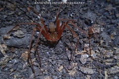 Loxosceles caribbaea