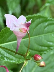 Impatiens devolii