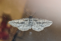 Ecleora solieraria