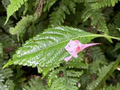 Impatiens devolii