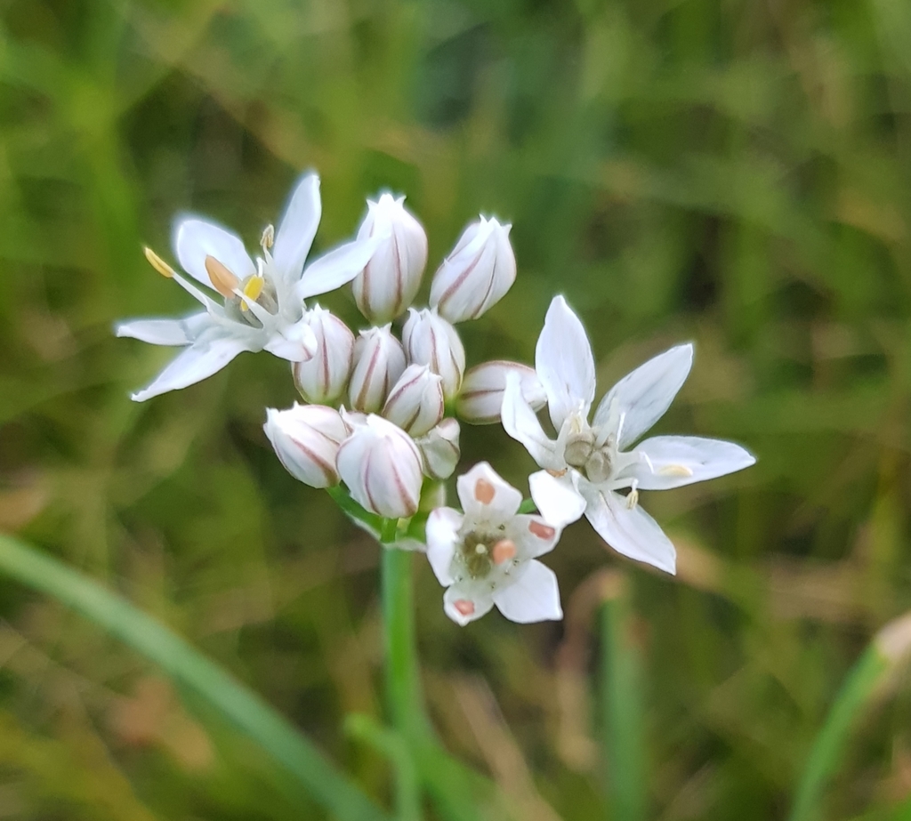 Allium ramosum from Orkhon, Bulgan, Mongolia on July 16, 2022 at 05:43 ...