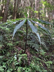 Arisaema consanguineum