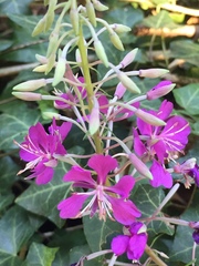 Chamaenerion angustifolium