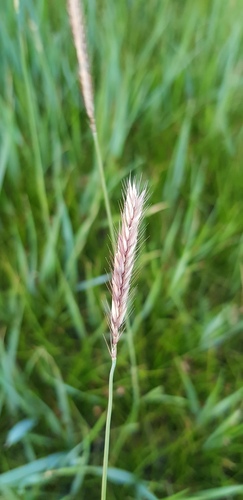 Hordeum brevisubulatum (Hordeum brevisubulatum)