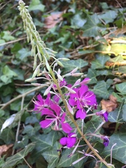 Chamaenerion angustifolium