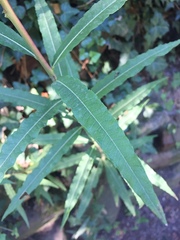 Chamaenerion angustifolium