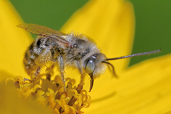 Melissodes microstictus