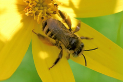 Melissodes microstictus