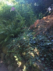 Chamaenerion angustifolium