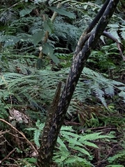 Arisaema consanguineum