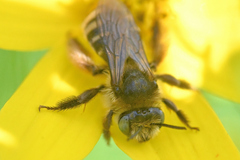 Melissodes microstictus