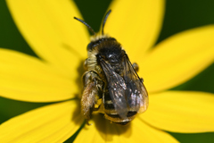 Melissodes microstictus