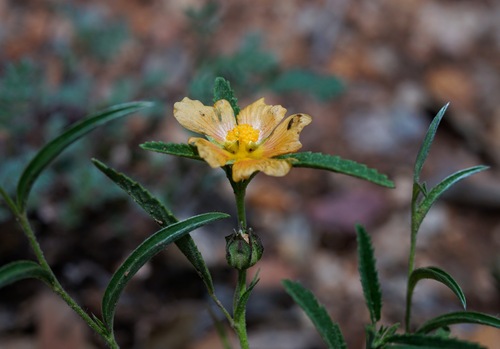 Image of New Mexico Fanpetals (Sida neomexicana) by (c) Andrew Tree, some rights reserved (CC BY)