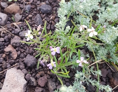 Dontostemon integrifolius