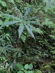 Arisaema consanguineum