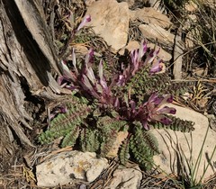 Pedicularis centranthera