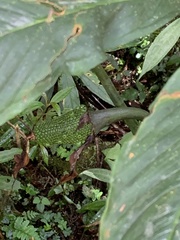 Arisaema consanguineum