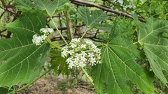 Cnidoscolus angustidens
