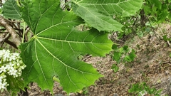 Cnidoscolus angustidens